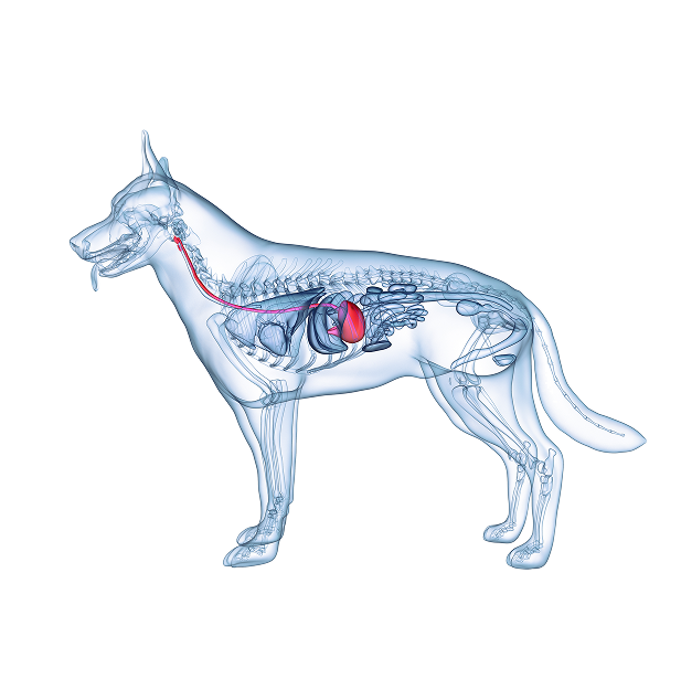 Digestive Sensitivities