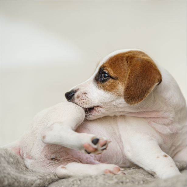 Food Allergies & Intolerances