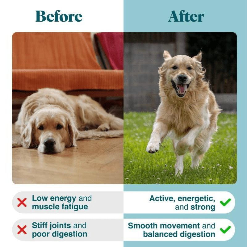 Adult Performance Mineral Supplement for Strong Bones, Muscle Recovery & Detox - Kika USA SuperiorCare.Pet