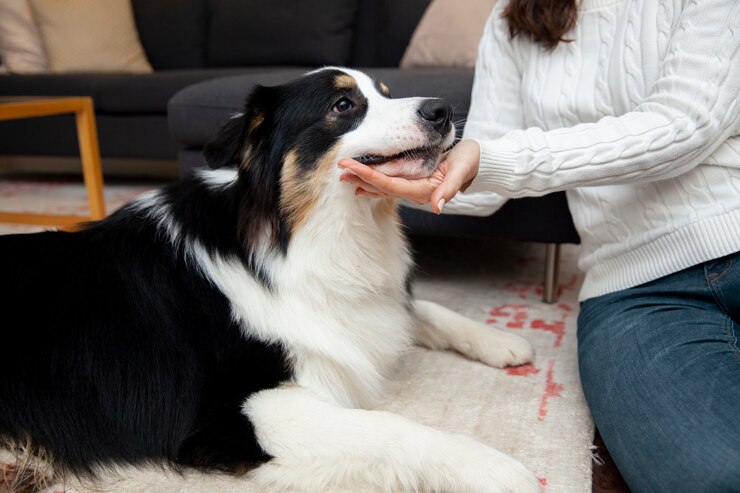 Soothe and Nourish Best Dog Foods for Skin Allergies