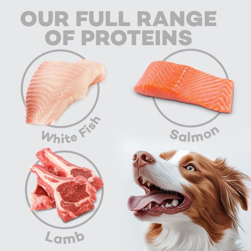 CLEARANCE All Life Stages Dog Food for Red Coat All Breeds with Salmon & Krill - Kika USA SuperiorCare.Pet