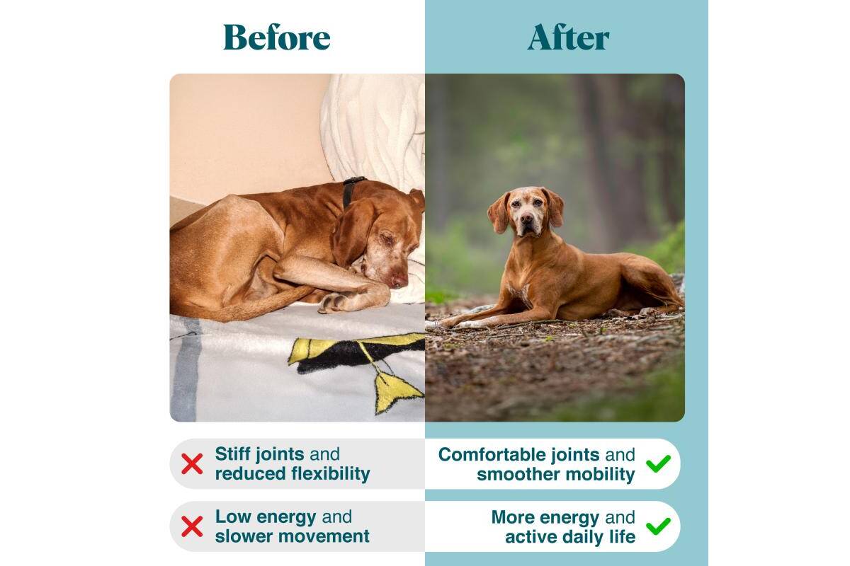 Healthy Aging – Senior Pet Supplement for Bone Strength, Neuromuscular Balance & Detox Support - Kika USA SuperiorCare.Pet