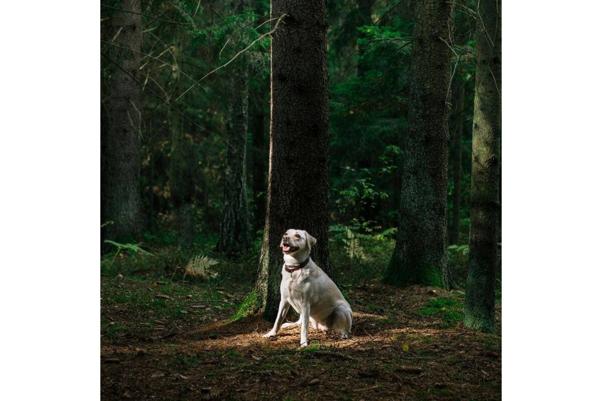 Healthy Aging – Senior Pet Supplement for Bone Strength, Neuromuscular Balance & Detox Support - Kika USA SuperiorCare.Pet